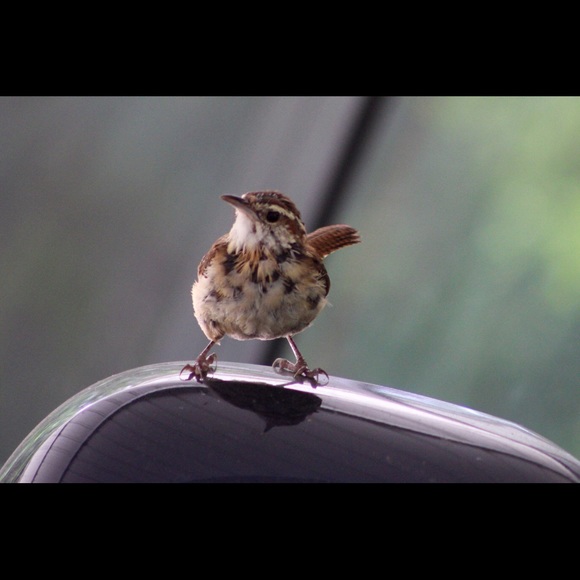 🛑STOP THE SCAMS!  PLEASE READ!!!🛑 - Picture 7 of 12